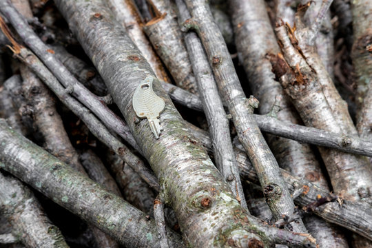 An old key between cut branches of a tree - Powered by Adobe