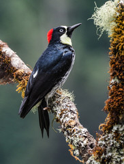 Eichelspecht (Melanerpes formicivorus)