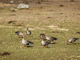 Agricultural field as place of stop-overs, geese make long stops in process of migration to replenish energy resources