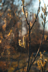 A yellow branch hangs from a tree. Yellow background. Nature. Orange background.