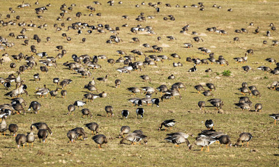Agricultural field as place of stop-overs, geese make long stops in process of migration to...