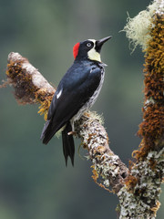 Eichelspecht (Acorn woodpecker)