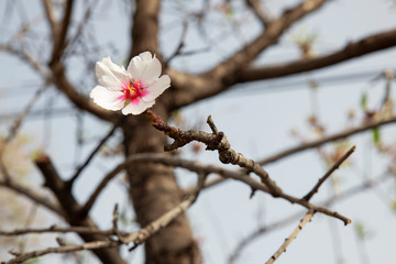 Solitary pale pink almond flower in bloom of the domesticated fruit tree Prunus dulcis, cultivated in warmer Mediterranean climate, popular for its delicious and healthy production of almonds