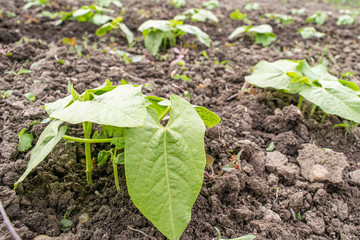 young green peas plant