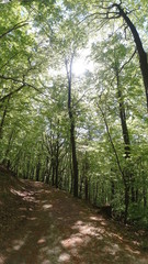 Wald, Bäume, Naturfotografie
