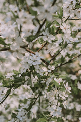 White flower. White background. Nature. White flowers on a tree.