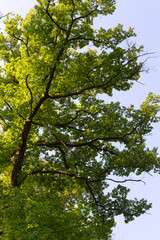 Arbre et feuille en foret
