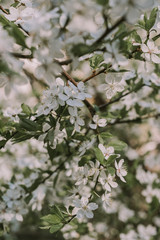 White flower. White background. Nature. White flowers on a tree.
