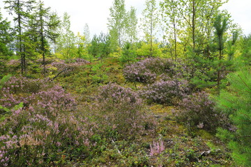 Beautiful natural forest view with heather on the foreground, under the sunlight