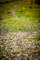 Weg im Feld