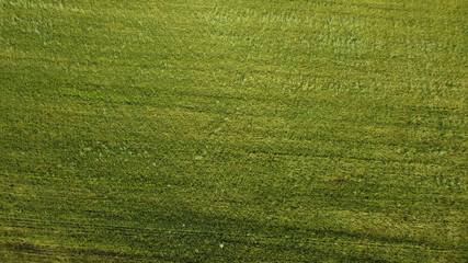 zieleń trawa tło pola trawnik soczysty - obrazy, fototapety, plakaty