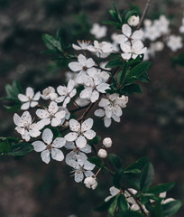 White flower. White background. Nature. White flowers on a tree.