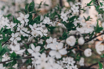 White flower. White background. Nature. White flowers on a tree.