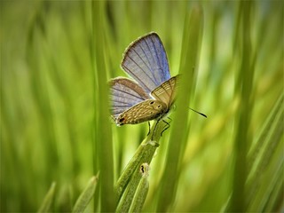 The enriched beauty of a butterfly amidst the natures greenery 