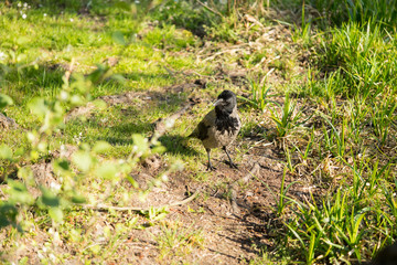 black-gray crow in the grass