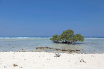 tree on the beach, gili trawangan island, bali, indonesia.