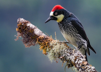 Eichelspecht in Costa Rica