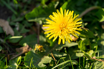 a dandelion flower in bloom