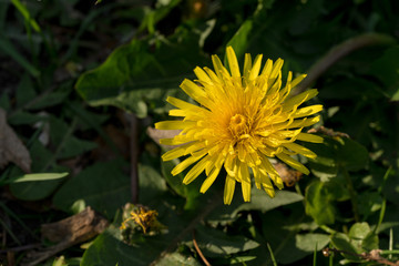 a dandelion flower in bloom