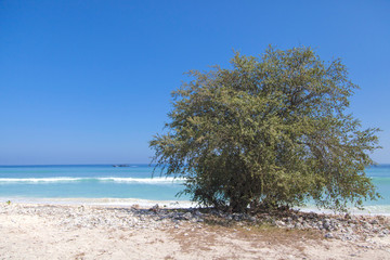 tree on the beach, gili trawangan island, bali, indonesia.