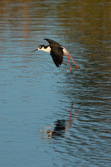 Very close view of a black-necked stilt flying , seen in a North California marsh