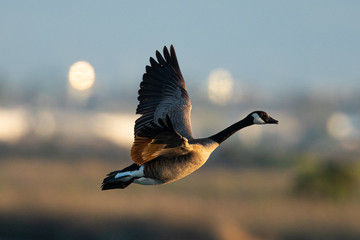 Canada goose flying in beautiful light, seen in the wild near the San Francisco Bay