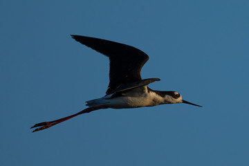 Obraz premium Very close view of a black-necked stilt flying , seen in a North California marsh