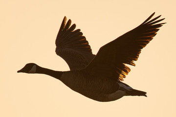 Canada goose flying in beautiful light, seen in the wild near the San Francisco Bay