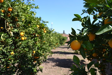 oranges on tree