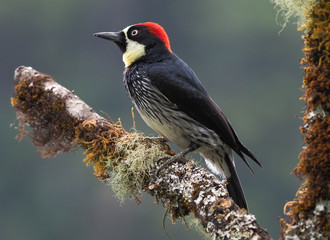 Eichelspecht in Costa Rica