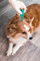Treatment of a dog from ticks, fleas, parasites at the withers with drops in close-up. Owner in...