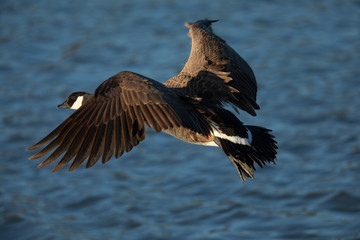Canada goose landing, seen in the wild near the San Francisco Bay