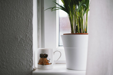 Zimmerpflanze mit Tee