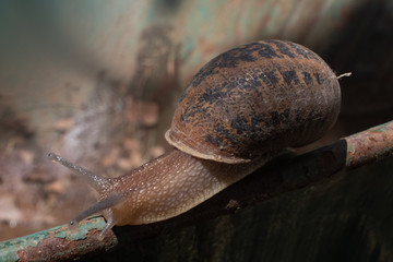 Close up shot of a snail