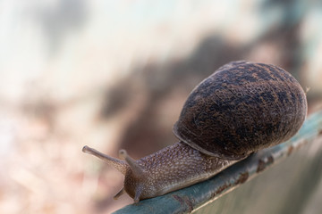Close up shot of a snail