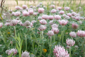 trawnik koniczyna biel fiolet kwiaty