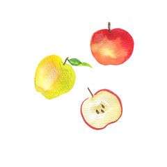 Set of fresh yellow and red apples isolated on white background. Hand drawn watercolor illustration.