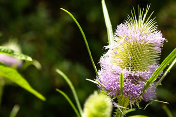 Beautiful bluish-violet flower of a wild thistle. Field plants with thorns. exotic flowers