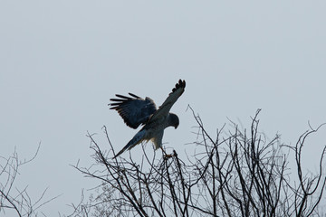 close view of a male hen harrier landing, seen in the wild in North California