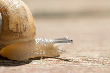 A brown garden snail on a wooden background