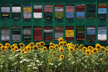 Colorful bee hives in the sunflower field