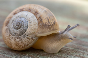 A brown garden snail on a wooden background