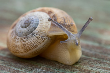 A brown garden snail on a wooden background