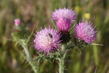 oset mucha fiolet kwiaty zieleń kolce