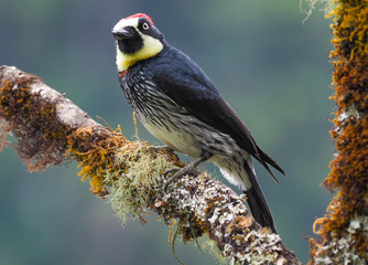 Eichelspecht (Acorn woodpecker)