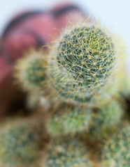 Cactus. Succulent plant.