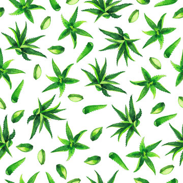 Seamless pattern with green aloe vera plants and leaves on white background. Hand drawn watercolor illustration.