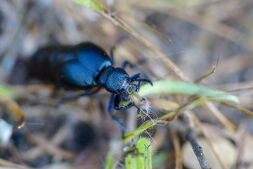 Macro pic of a black oil beetle chewing on a blade of grass
