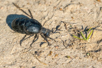 Close up of a black oil beetle on sandy soil