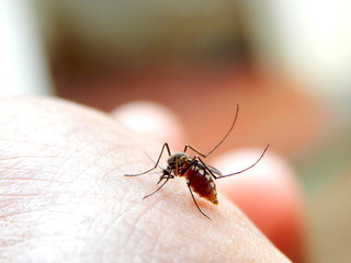 The Blood thirsty mosquito 